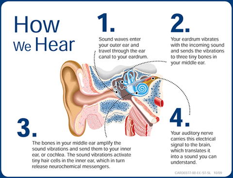 How does sound travel in our ear?